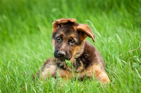  Thus, when you adopt a German shepherd pup, make sure that you provide it with a fully nutrition loaded diet and maintain a lifestyle with lots of physical activities